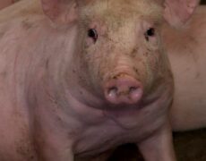 Descubre la exquisita gastronomía de Teruel: El auténtico Jamón de Teruel