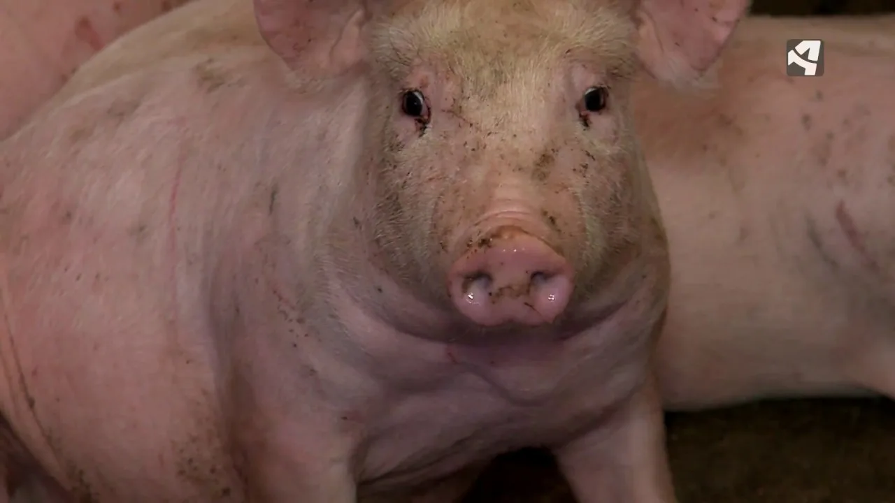 Descubre el auténtico sabor del turismo gastronómico en Teruel: probando su famoso Jamón